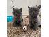 PoulaTo: Δώρα Blue British Shorthair γατάκια